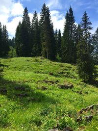 Scenic view of trees on field against sky