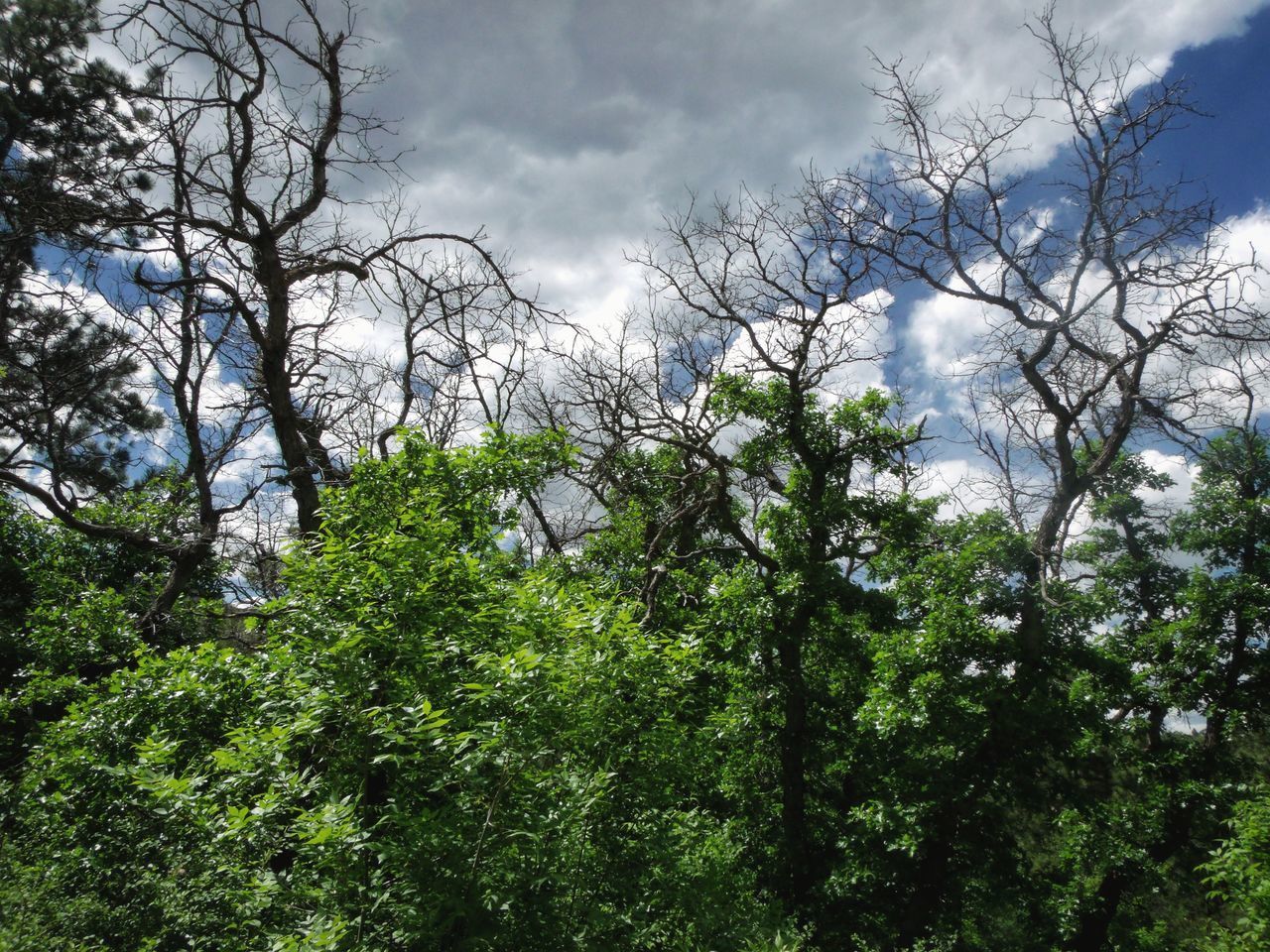 LOW ANGLE VIEW OF TREES AND PLANTS AGAINST SKY