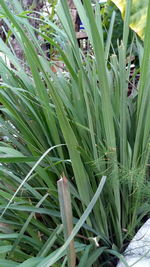 Close-up of fresh green grass