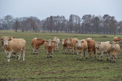 Horses in a field