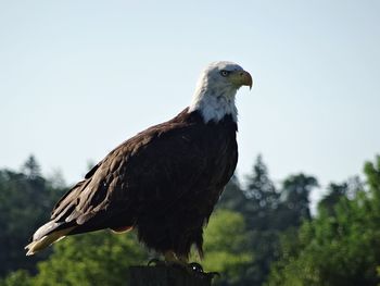 Eagle perching on a tree