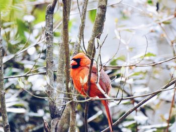 Bird perching on branch