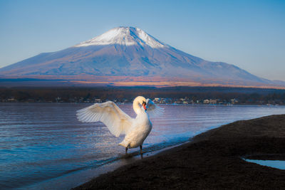 Swan wading in sea against mountain