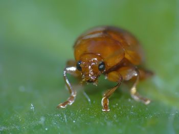 Close-up of insect on leaf