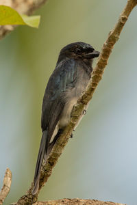 Close-up of bird perching on a tree