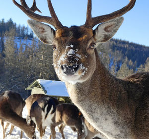 Fallow deer portrait