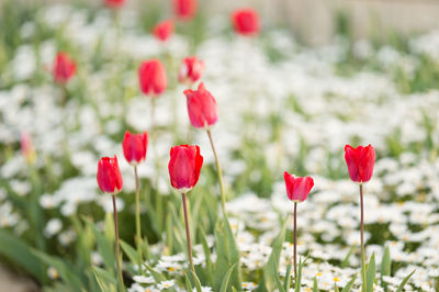 Close-up of pink flowers blooming in field