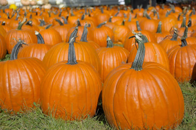 Pumpkins on field during autumn