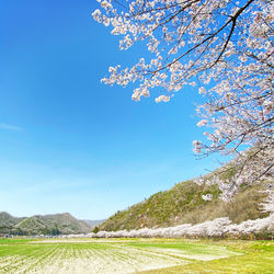 Cherry blossoms in spring against blue sky