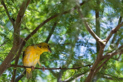 Low angle view of bird perching on branch in forest