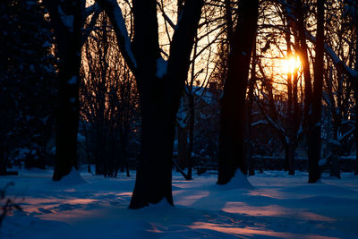 Trees in forest during winter