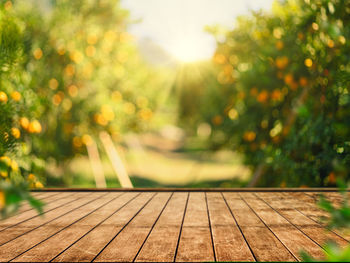 Close-up of plants against trees on sunny day