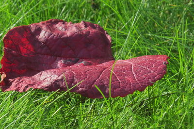 Close-up of red maple leaf on grass