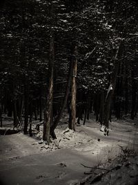 Trees in forest during winter