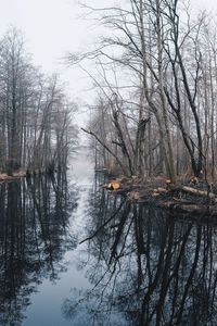 Reflection of trees in lake