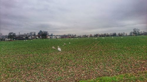 Scenic view of field against sky