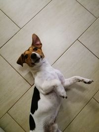 High angle portrait of dog on tiled floor