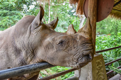 Close-up of horse in zoo