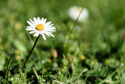 Close-up of flower blooming outdoors