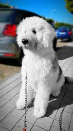 Close-up of dog sitting outdoors