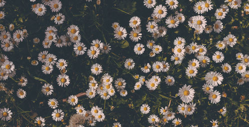 Close-up of white daisies. floral background. vintage toned photograph.