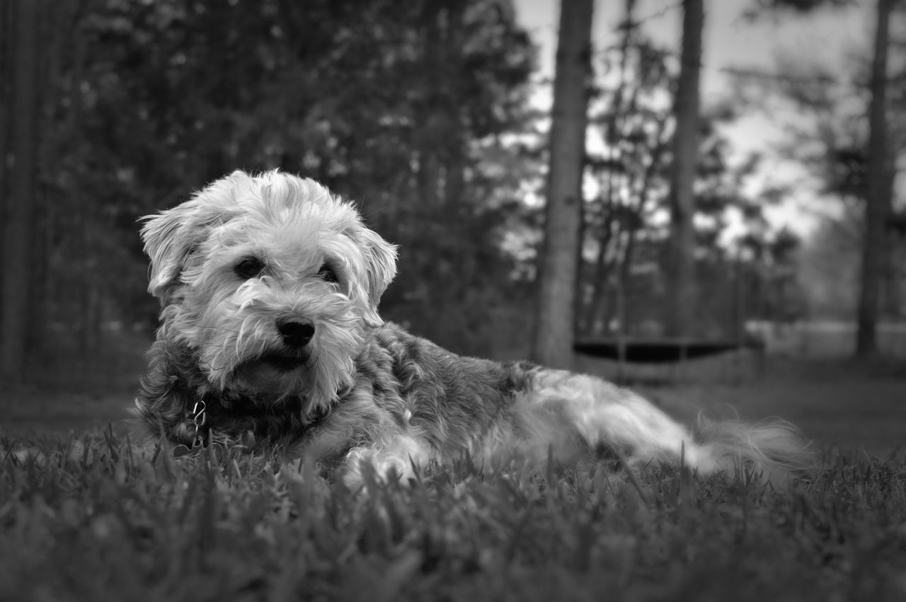 animal themes, one animal, mammal, domestic animals, field, grass, livestock, dog, focus on foreground, pets, selective focus, wildlife, animal head, sheep, grassy, day, nature, no people, animal hair, outdoors