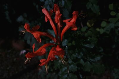 Close-up of red maple leaves at night