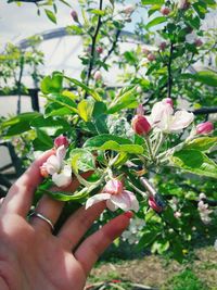 Close-up of hand holding flowers
