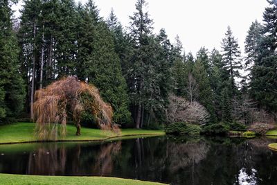 Scenic view of lake in forest