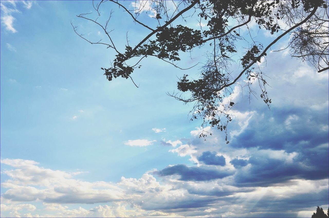 sky, cloud - sky, tree, low angle view, beauty in nature, branch, tranquility, nature, cloudy, scenics, cloud, tranquil scene, blue, bare tree, sunlight, day, outdoors, growth, no people, sunbeam