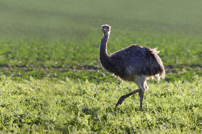 Side view of a bird walking on grass