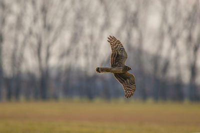 Bird flying over field against sky