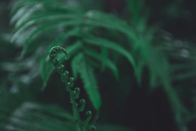 Close-up of wet plants