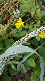 Close-up of wet yellow flowering plant