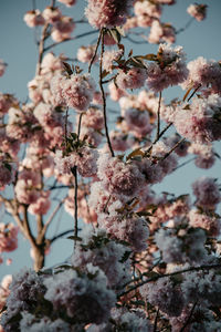 Close-up of pink cherry blossoms in spring