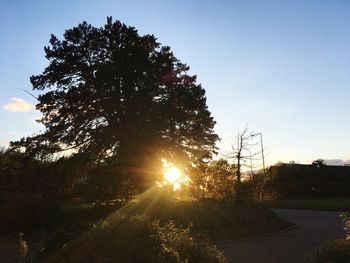 Trees against sky during sunset