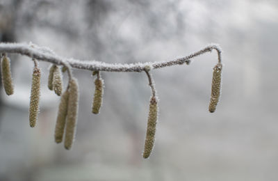 Close-up of frozen plant