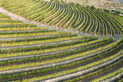 Douro vineyards from aerial view