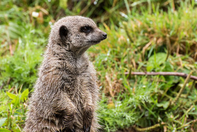 Close-up of meerkat