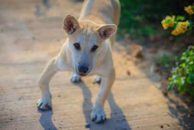 Portrait of dog standing outdoors