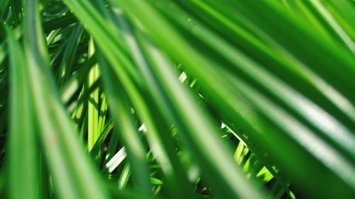 Full frame shot of palm leaves