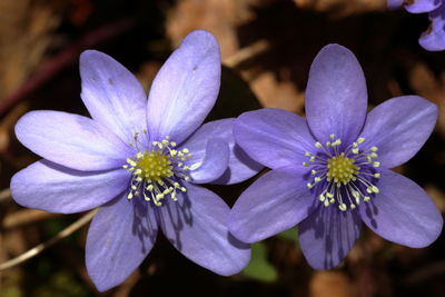 Close-up of purple flowering plant