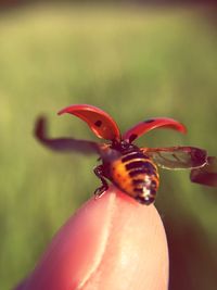 Insects on finger tip