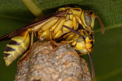 Close-up of insect