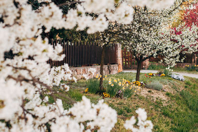 Flowers growing on tree