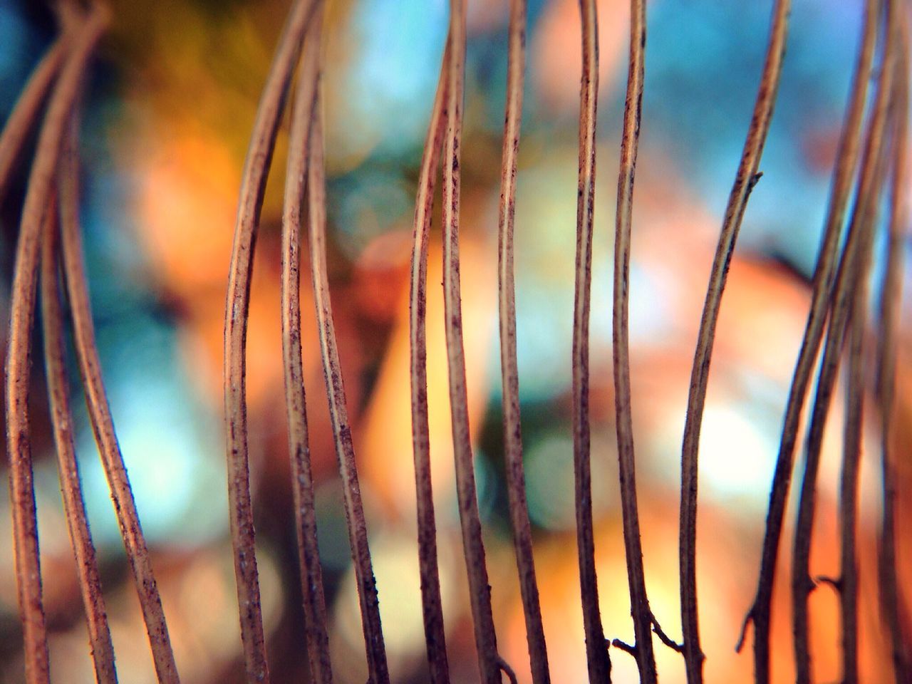 close-up, focus on foreground, growth, nature, plant, selective focus, sunset, beauty in nature, tranquility, stem, outdoors, no people, sky, detail, backgrounds, sunlight, straw, fragility, orange color, twig