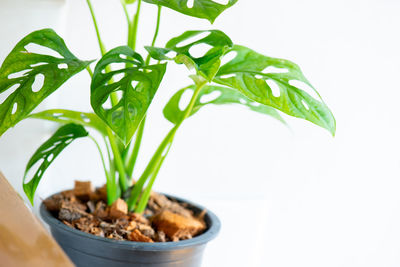 Close-up of potted plant against white background