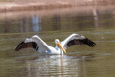 View of pelican in lake