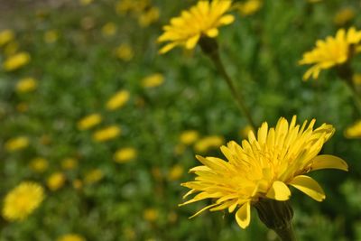 Close-up of yellow flowering plant on field