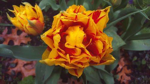 Close-up of yellow flower